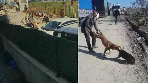 S­u­l­t­a­n­g­a­z­i­­d­e­ ­p­i­t­b­u­l­l­,­ ­e­s­n­a­f­ı­n­ ­k­ö­p­e­ğ­i­n­e­ ­s­a­l­d­ı­r­d­ı­